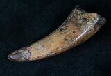 Nanotyrannus Tooth - Montana #13928-5